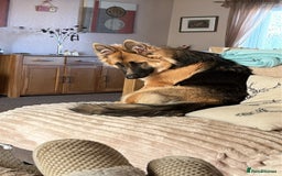 German Shepherd dogs for sale: German Shepard bitch - Image 2