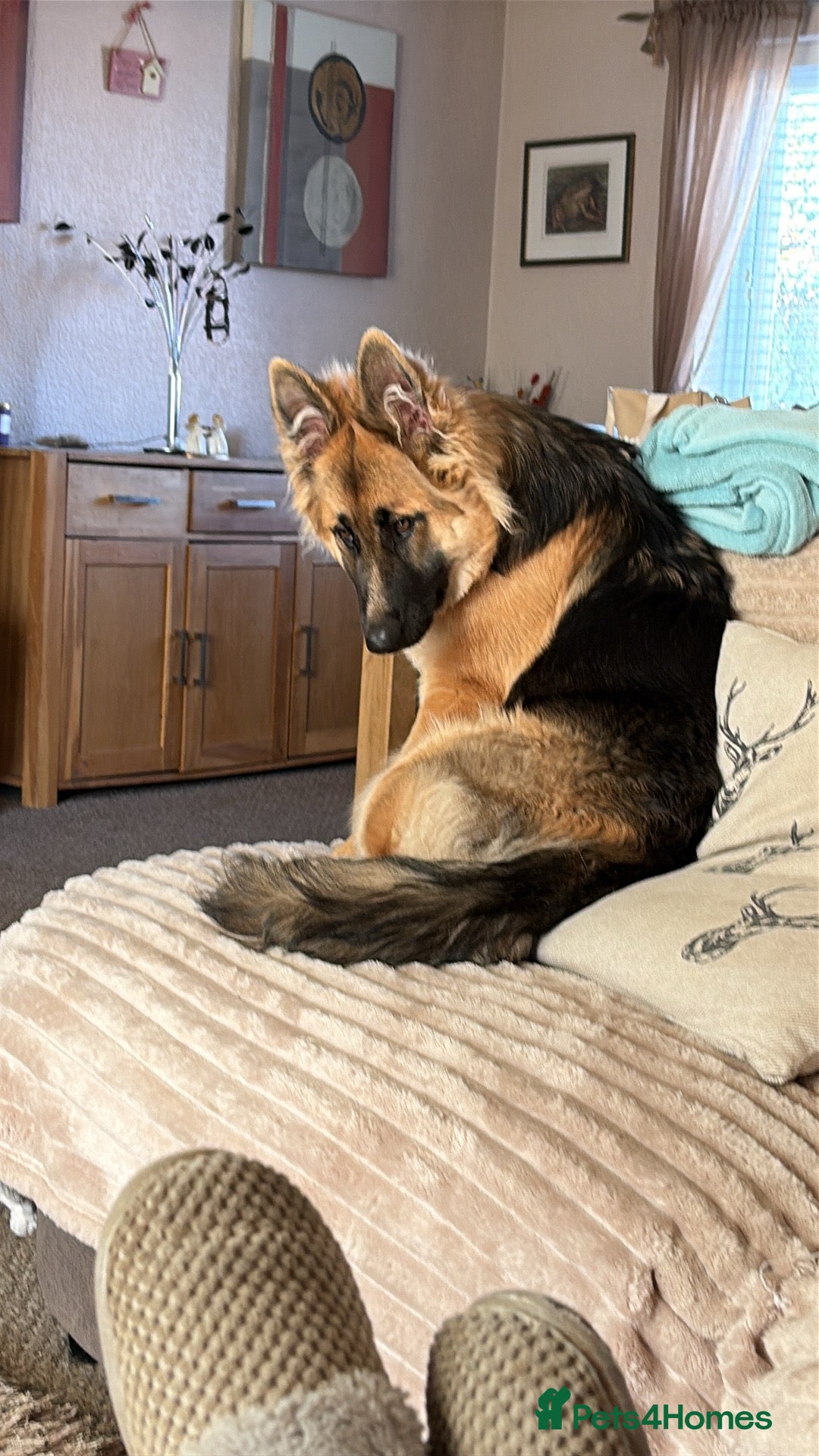 German Shepherd dogs for sale: German Shepard bitch - Image 2