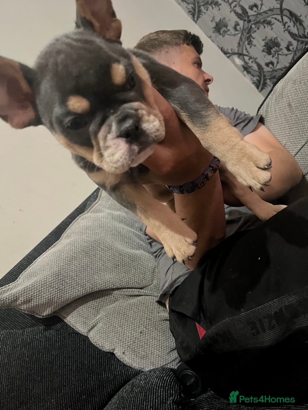 Mixed Breed dogs for sale: Beautiful female puppy ready today  - Image 22