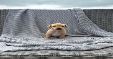 Labrador Retriever dogs - Advert 8