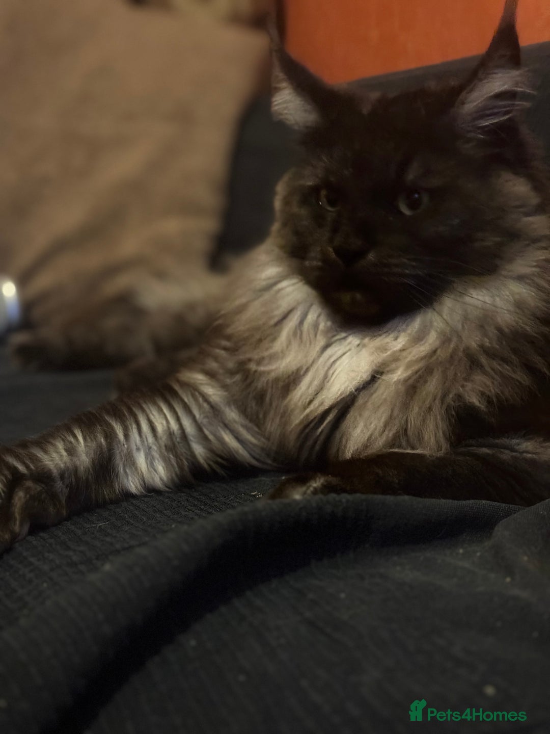 Maine Coon cats for sale: Maine coon female 2 years old  - Advert 4