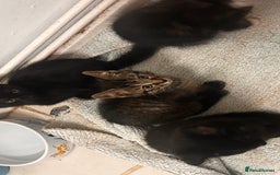 Mixed Breed cats for sale: 2 female black kittens and a tabby male  - Image 3