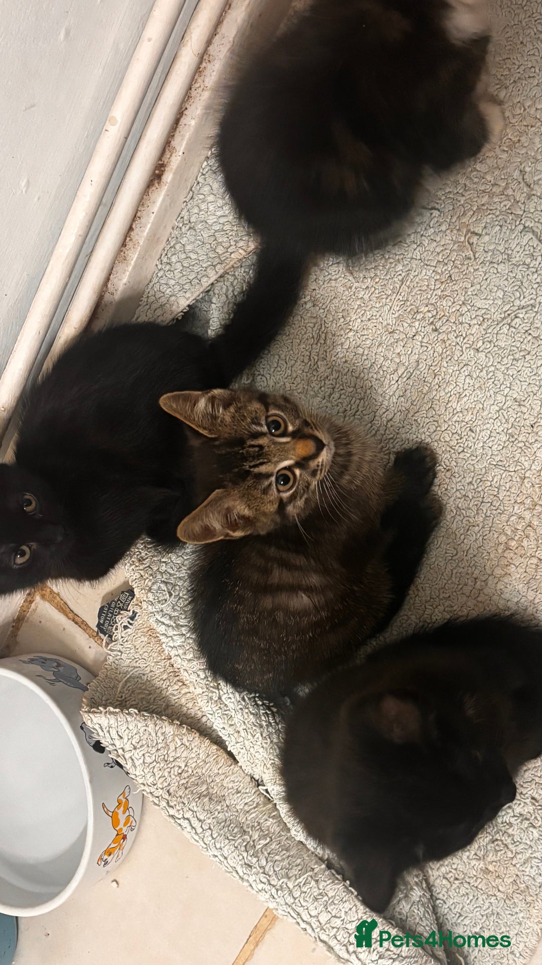 Mixed Breed cats for sale: 2 female black kittens and a tabby male  - Image 3