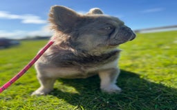 French Bulldog dogs for stud: BEAR FLUFFY FRENCH BULLDOG   in Wishaw - Image 1