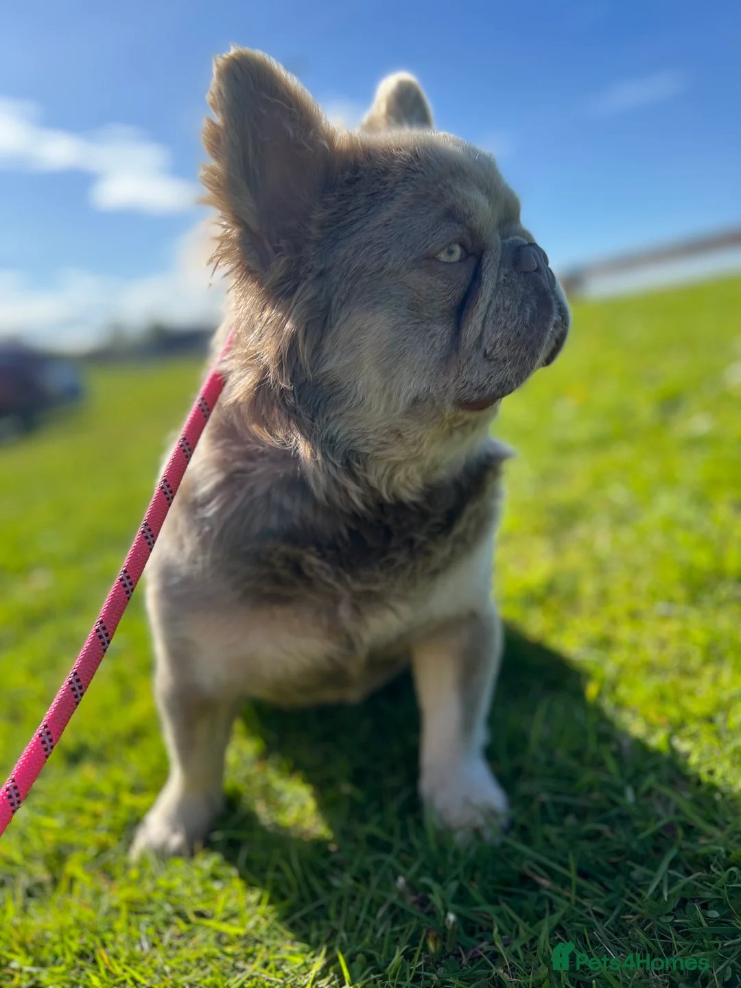 French Bulldog dogs for stud: 🐾New Shade Fluffy French Bulldog🐾 in Wishaw - Advert 3