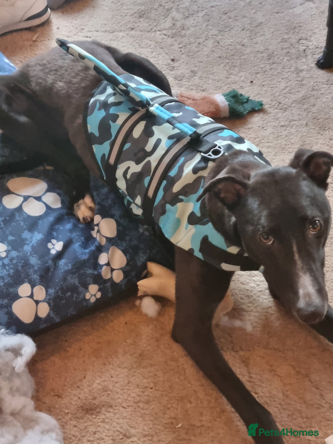 Mixed Breed dogs for sale: Greyhound x saluki male 1 year old  - Advert 6