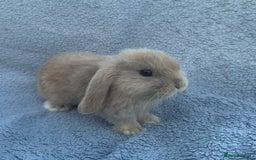 Mini Lop rabbits for sale: Purebred mini lops - Image 4