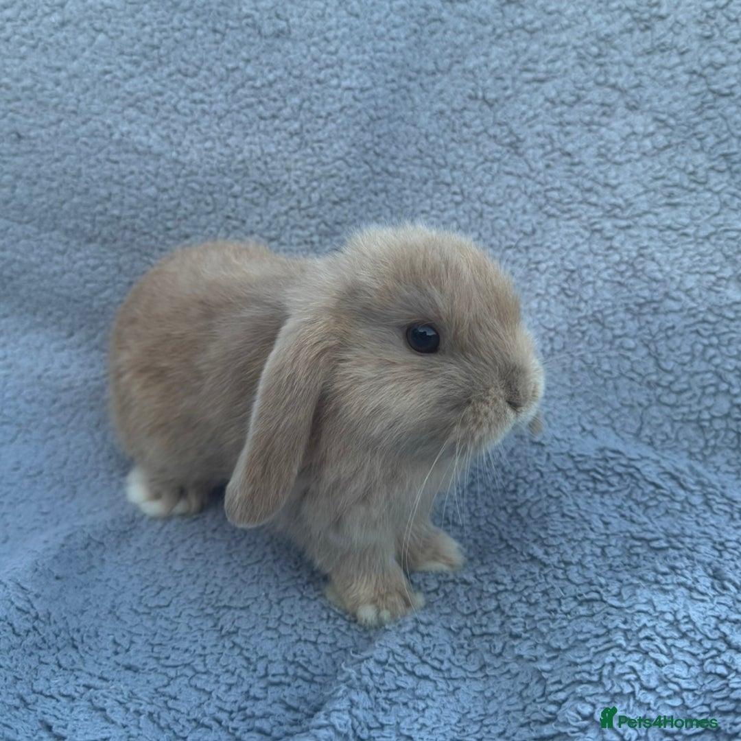 Mini Lop rabbits for sale: Purebred mini lops - Image 4
