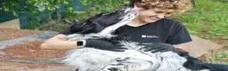 English Setter dogs for adoption: Hodor in Brampton - Advert 6