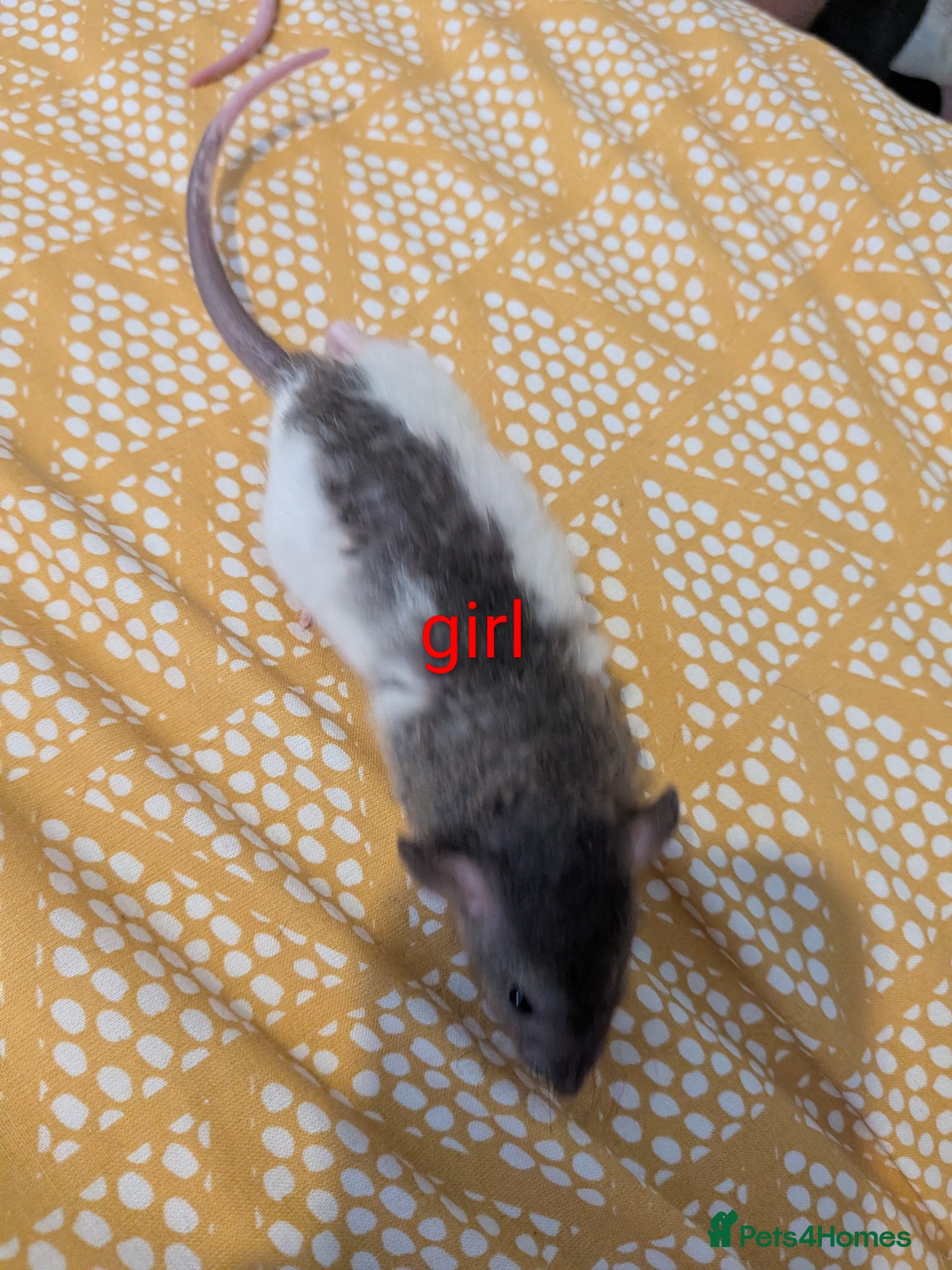 Rat rodents Baby Dumbo/rex rats, very sweet natured - Advert 1
