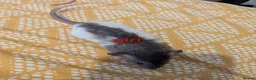 Rat rodents for sale: Baby Dumbo/rex rats, very sweet natured - Advert 1