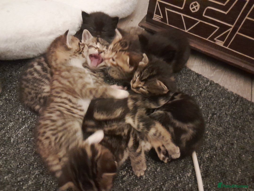 Mixed Breed cats for sale: Playful & cuddly Tabby-Bengal-Mix Kittens £200 - Image 21