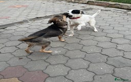 Mixed Breed dogs for adoption: MOCHI – a Superb young Girl for a Loving Home - Advert 34