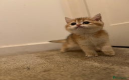 British Shorthair cats for sale: Only two boys left ready to go ❤️ - Image 6