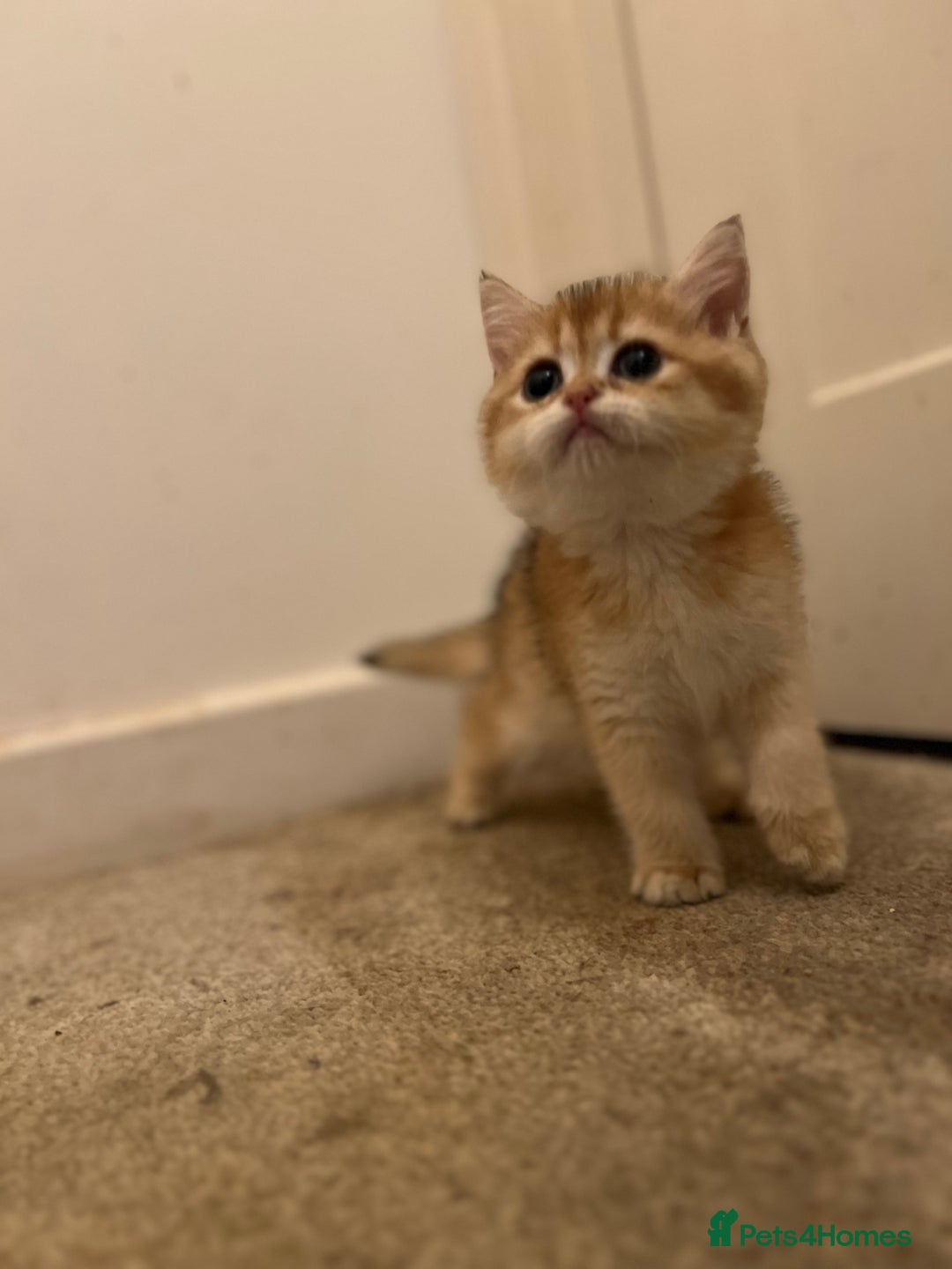 British Shorthair cats for sale: Only two boys left ready to go ❤️ - Image 6