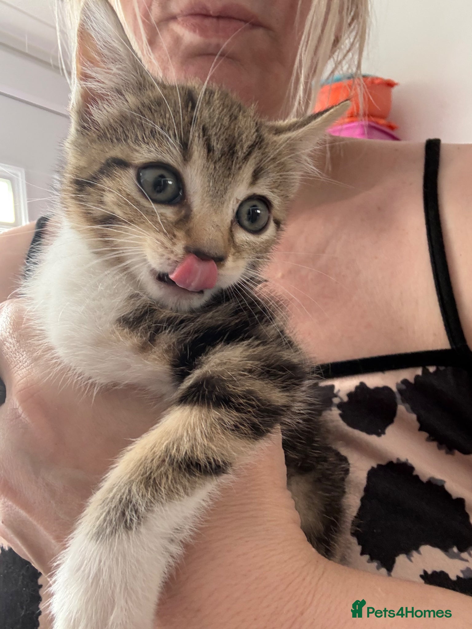 Mixed Breed cats STUNNING TABBY KITTEN - Advert 1