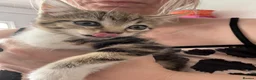 Mixed Breed cats for sale:  2 STUNNING TABBY KITTENS  - Advert 1