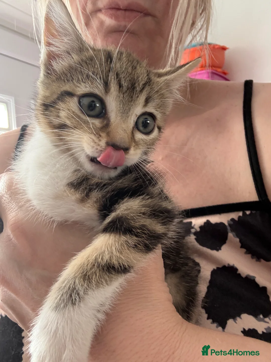 Mixed Breed cats for sale:  2 STUNNING TABBY KITTENS  - Advert 1