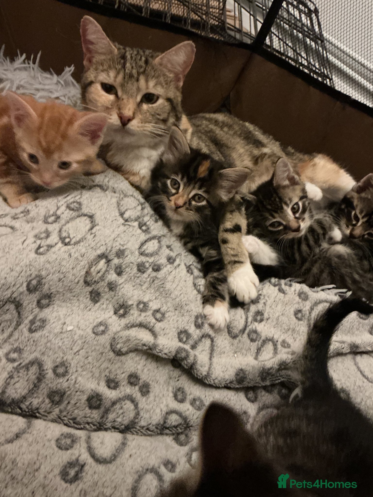 Bengal cats Beautiful kittens  - Advert 1