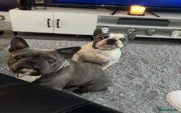 French Bulldog dogs for sale: Two French bulldogs £500 for both  - Image 4