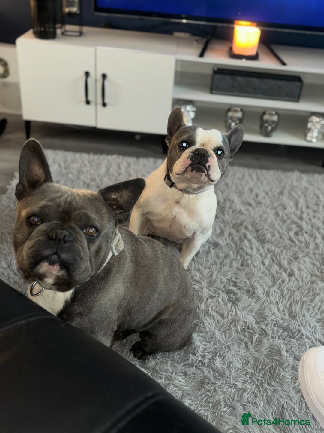 French Bulldog dogs for sale: Two French bulldogs £500 for both  - Image 4