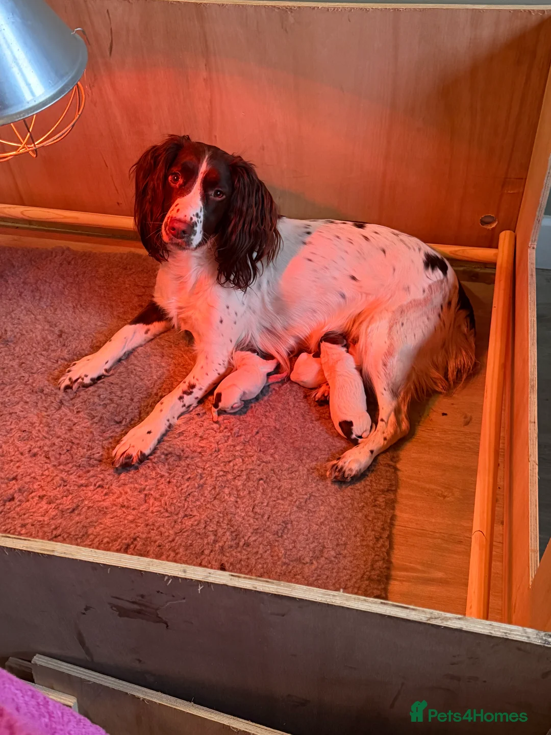 English Springer Spaniel dogs for sale: Springer spaniel  - Advert 2