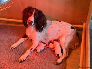 English Springer Spaniel dogs Springer spaniel - Advert 3
