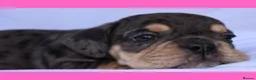 English Bulldog dogs for sale: Litter of Exotic English Bulldogs - Advert 23