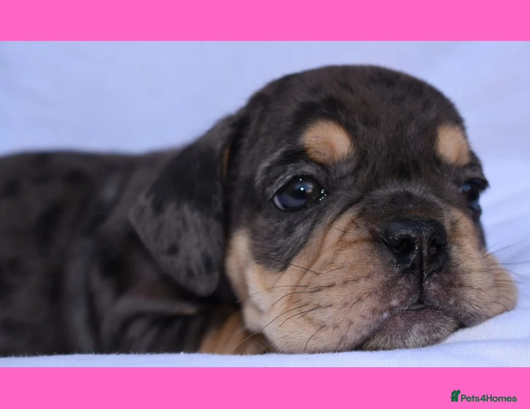 English Bulldog dogs for sale: Litter of Exotic English Bulldogs - Advert 23