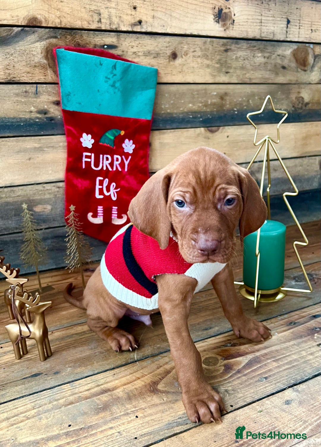 Hungarian Vizsla dogs for sale: Hungarian Vizsla Puppies  - Advert 9