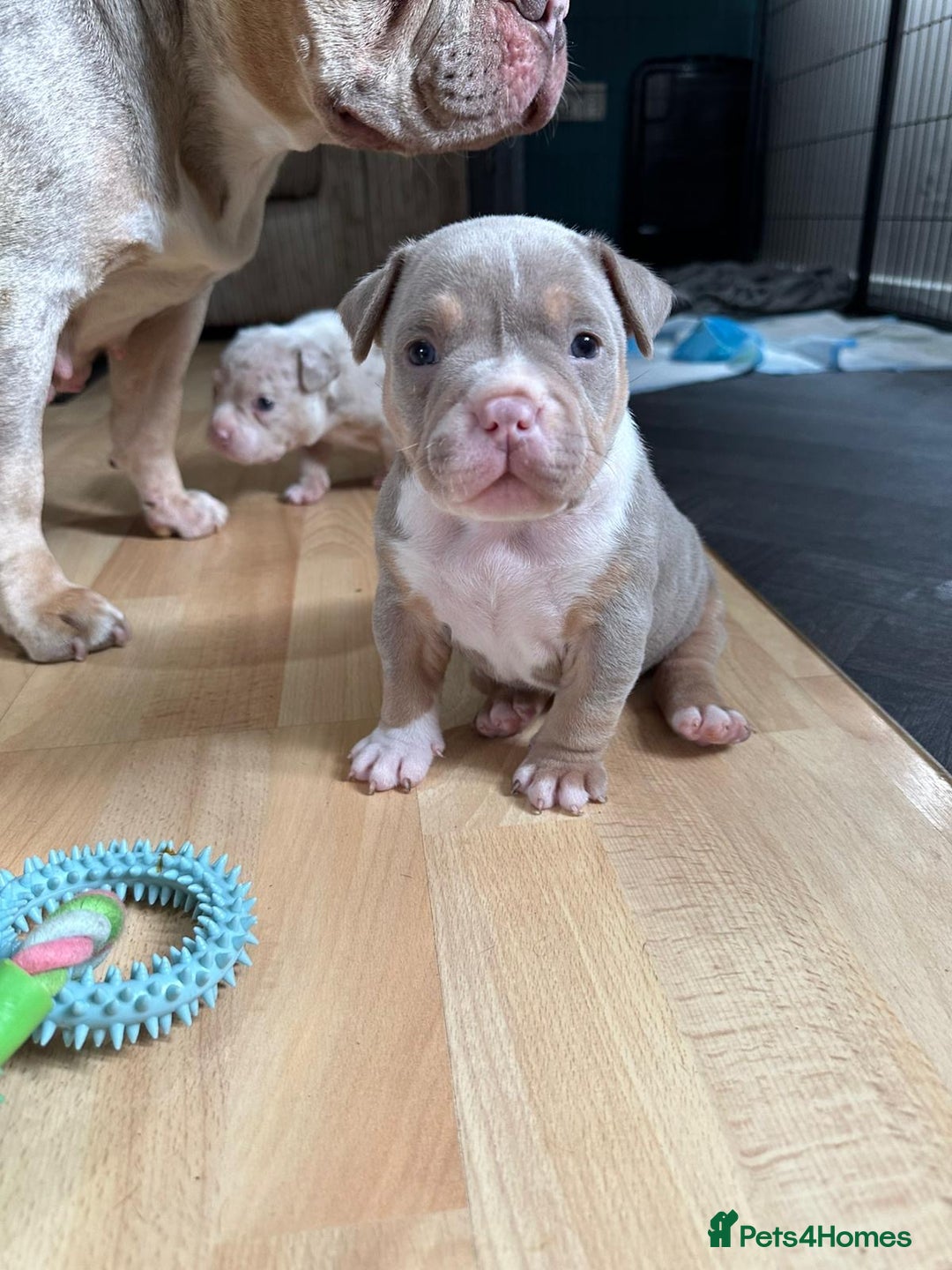 American Bully dogs for sale: American pocket bully pups for sale top Quality  - Image 3