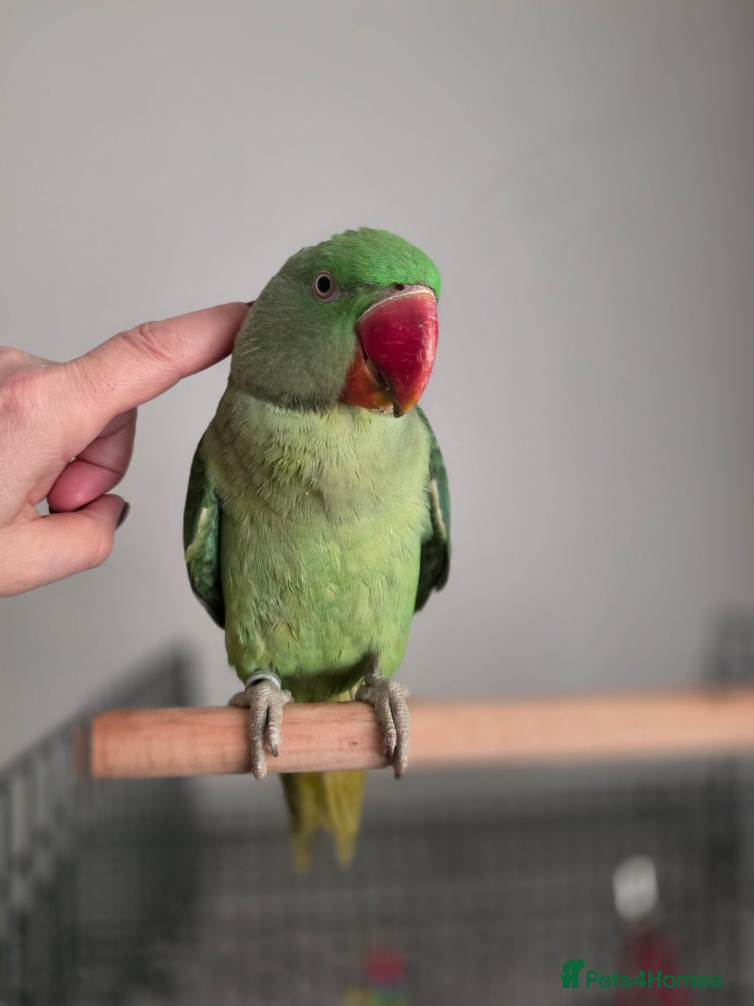 Parrots birds for sale: Goku the alexandrine parrot - Advert 3