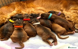 Cockapoo dogs for sale: 🌟Rare Red Sable F1B Mini Cockapoo’s🌟 DNA CLEAR ✅ - Image 17