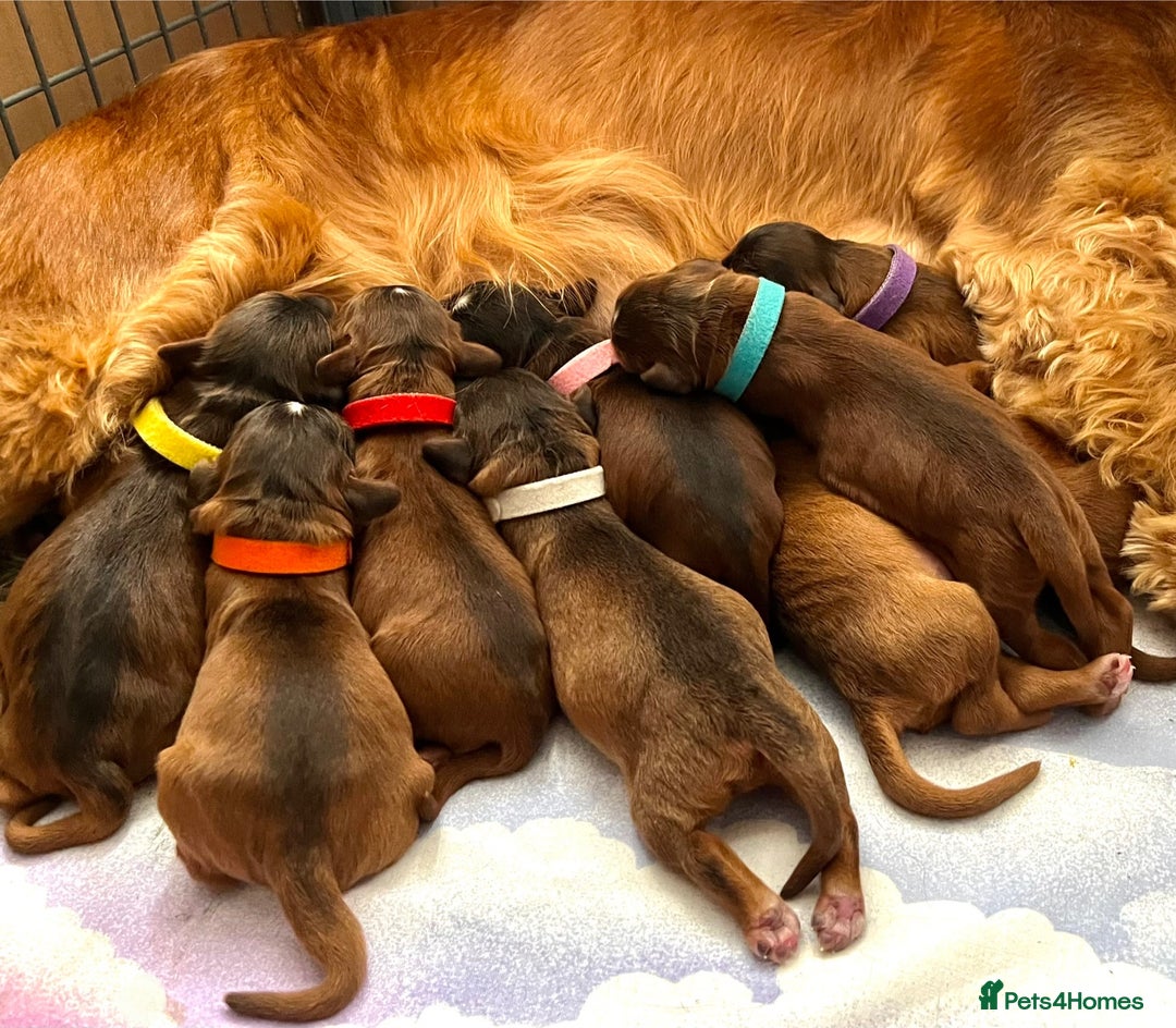 Cockapoo dogs for sale: 🌟Rare Red Sable F1B Mini Cockapoo’s🌟 DNA CLEAR ✅ - Image 17