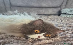 British Longhair cats for sale: Stunning GCCF Reg Male (Russian Imported parents)  - Image 7