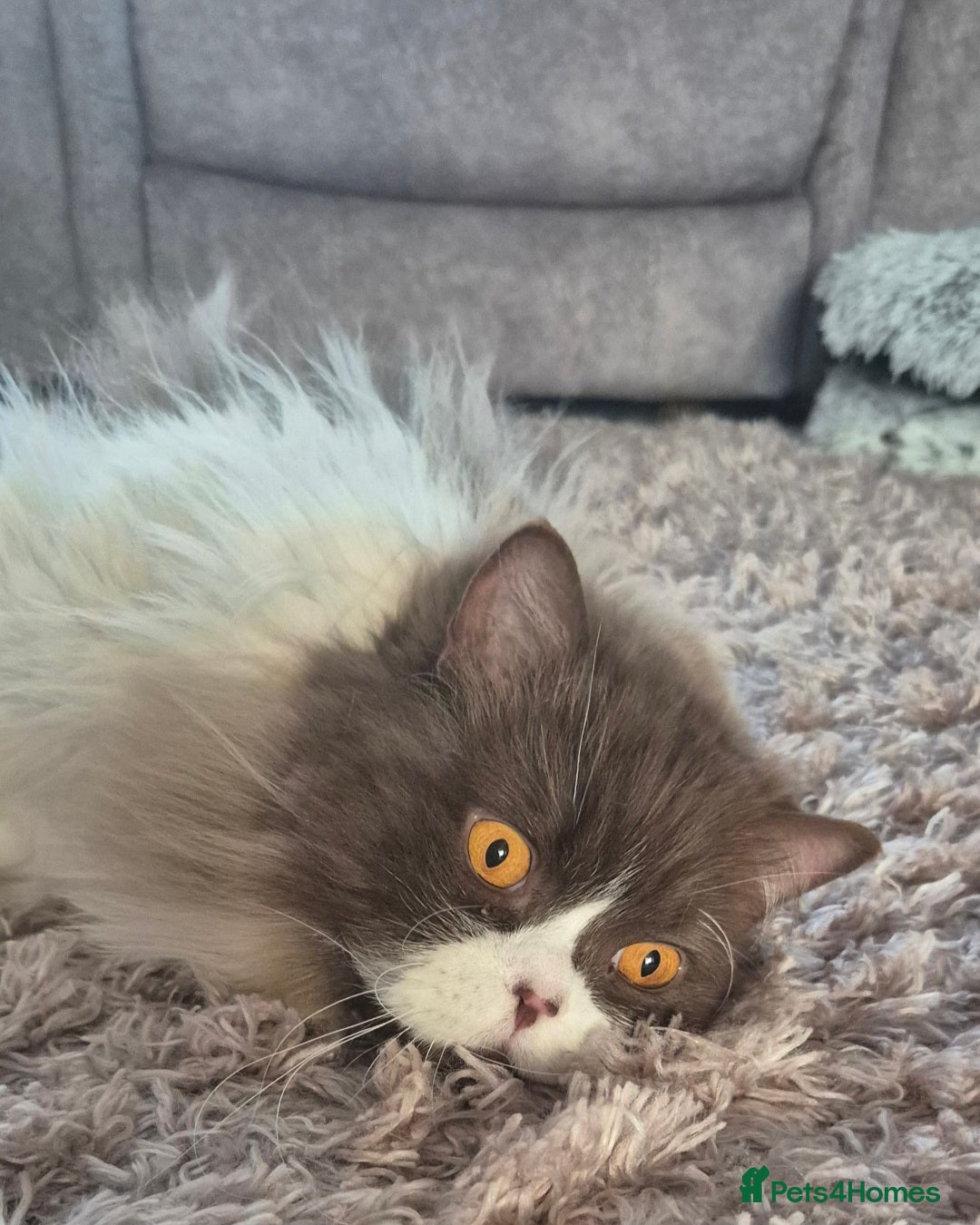 British Longhair cats for sale: Stunning GCCF Reg Male (Russian Imported parents)  - Image 7
