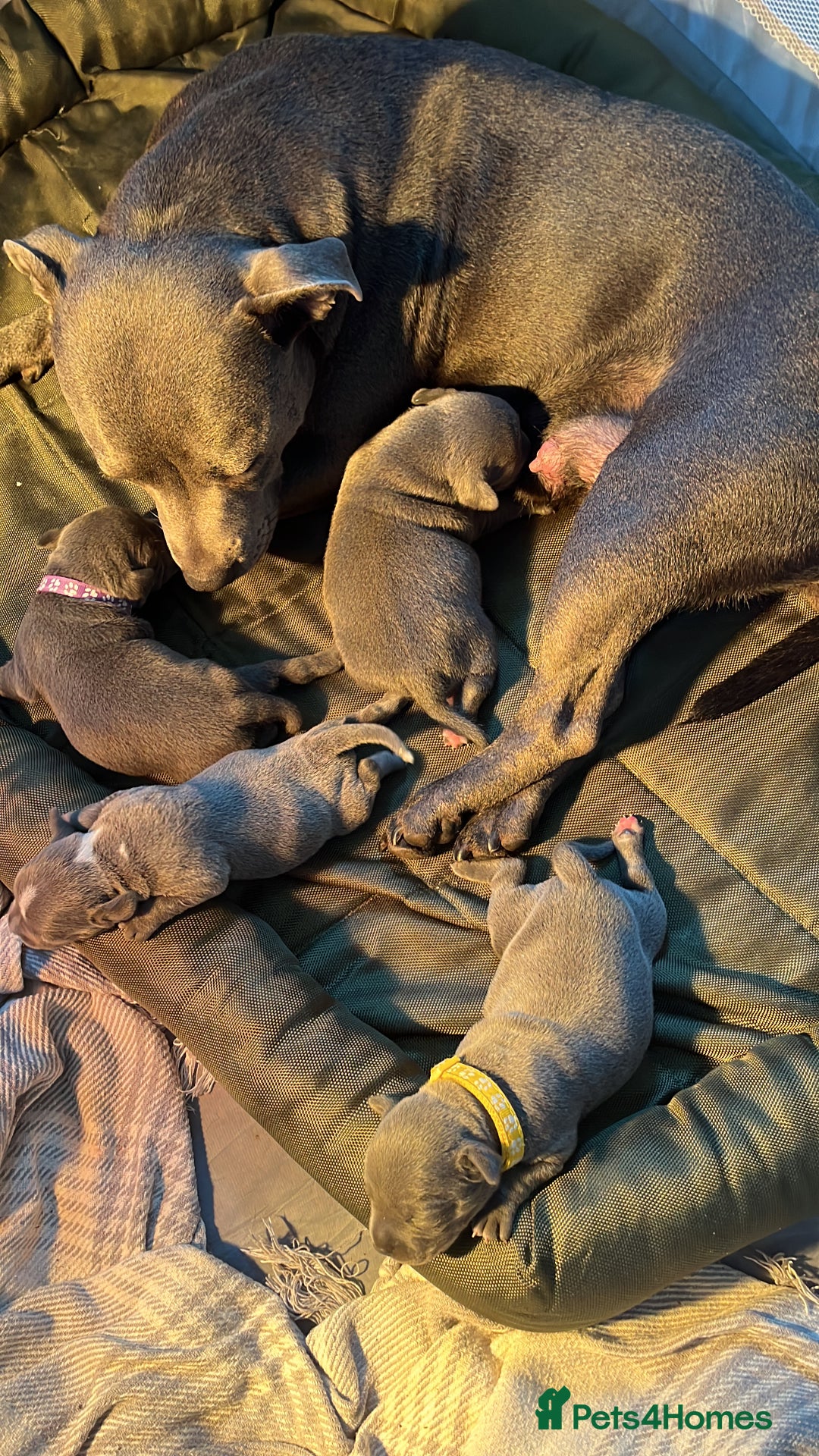 Staffordshire Bull Terrier dogs for sale: Staffordshire bull terrier pups - Image 9