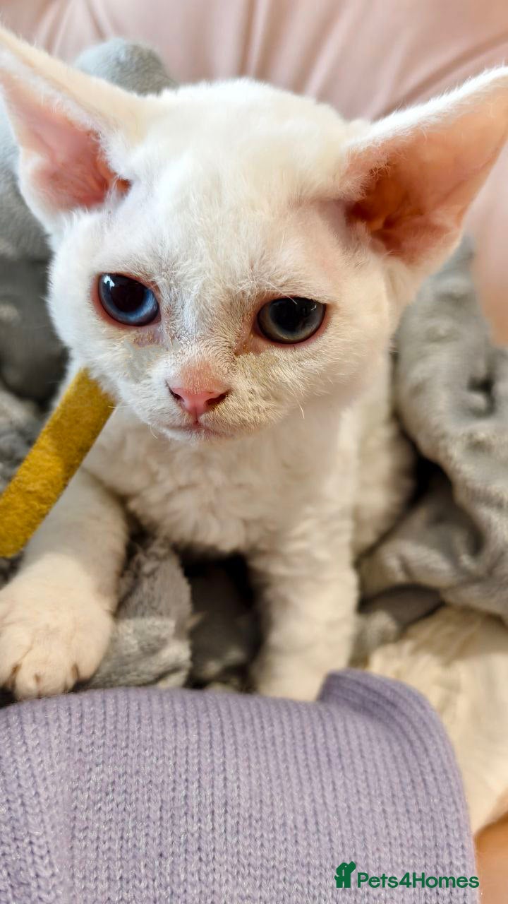 Devon Rex cats Last Devon Rex kitten this litter  - Advert 1