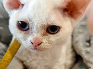 Devon Rex cats Last Devon Rex kitten this litter - Advert 1