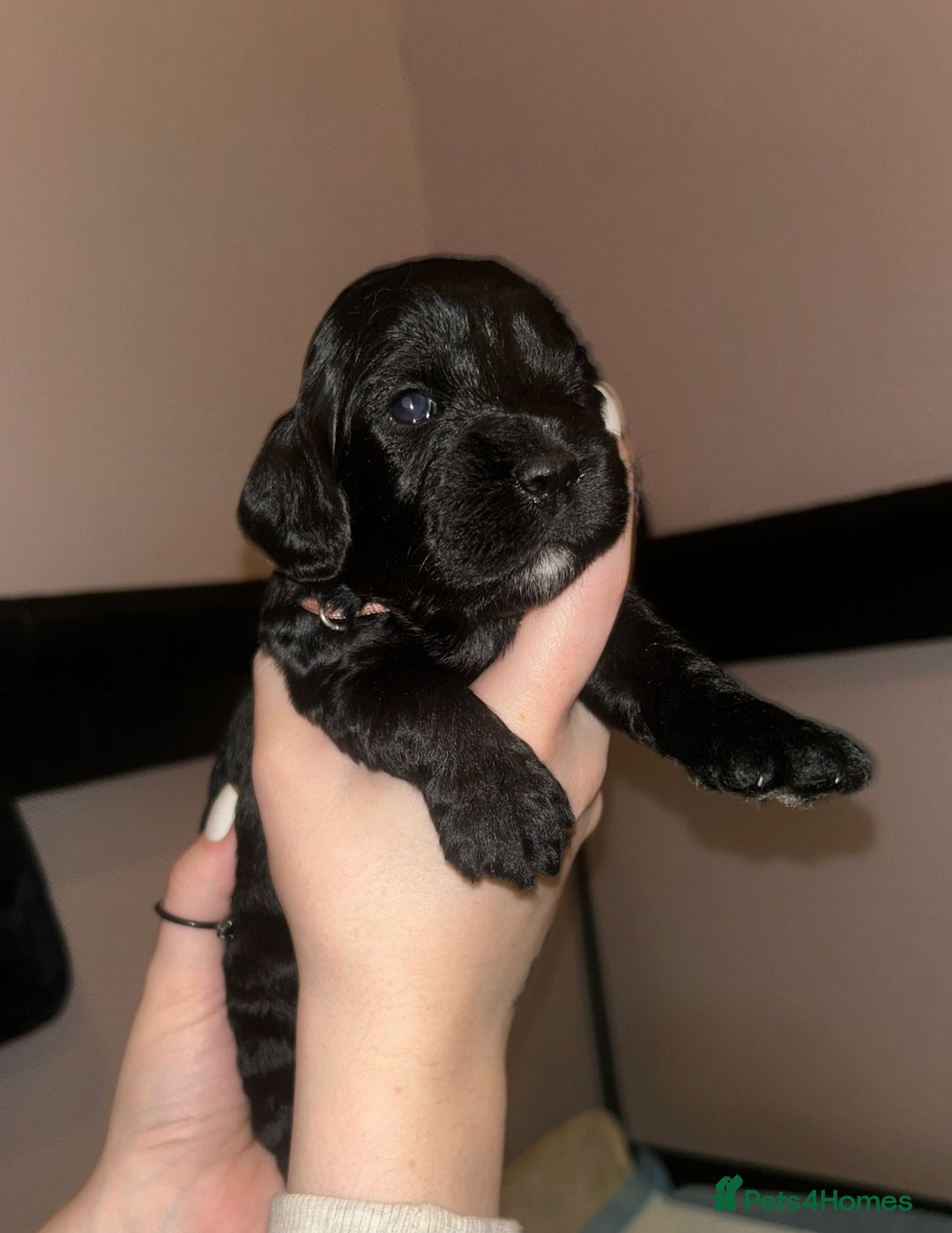 Cockapoo dogs for sale: Cockapoo puppies ready to reserve. - Advert 3