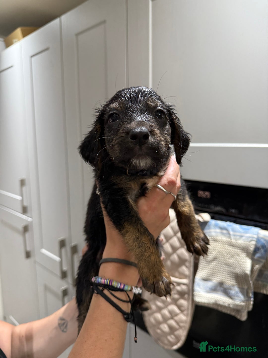 Cocker Spaniel dogs for sale: Cocker x collie pups for sale - Image 5