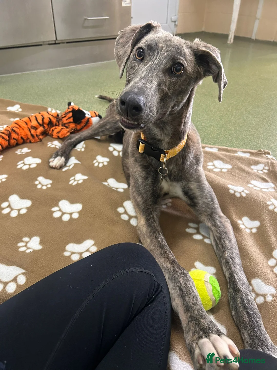 Lurcher dogs for adoption: Puddle - Advert 3