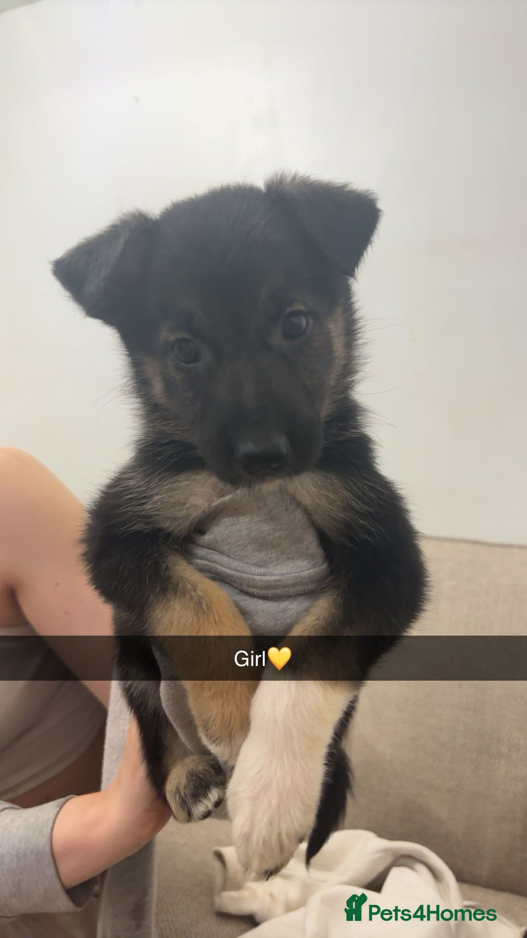 Mixed Breed dogs for sale: German shepherd x border collie puppies  - Image 12