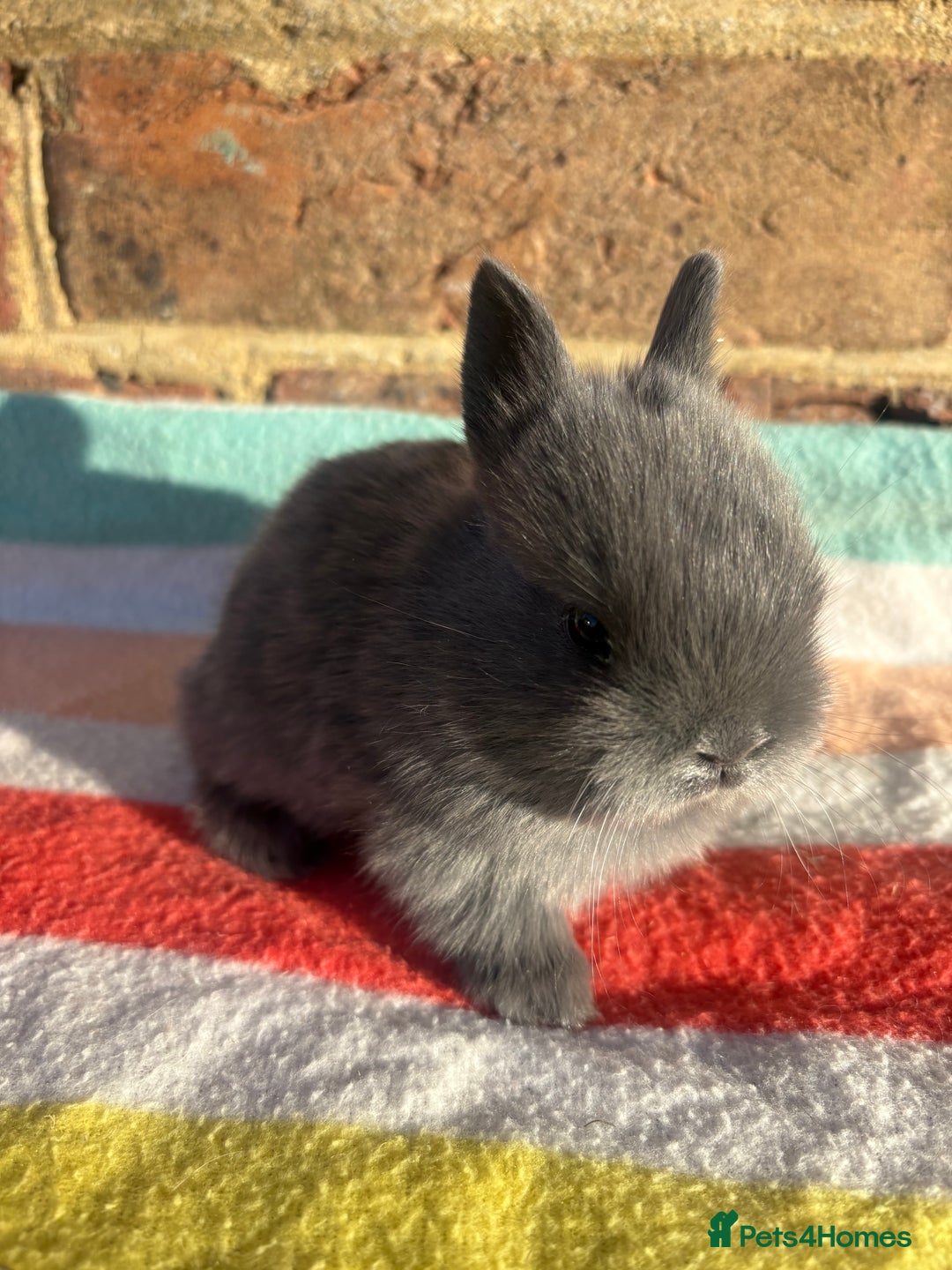 Netherland Dwarf rabbits for sale: Sweet Blue Netherland Dwarf bunnies  - Advert 12