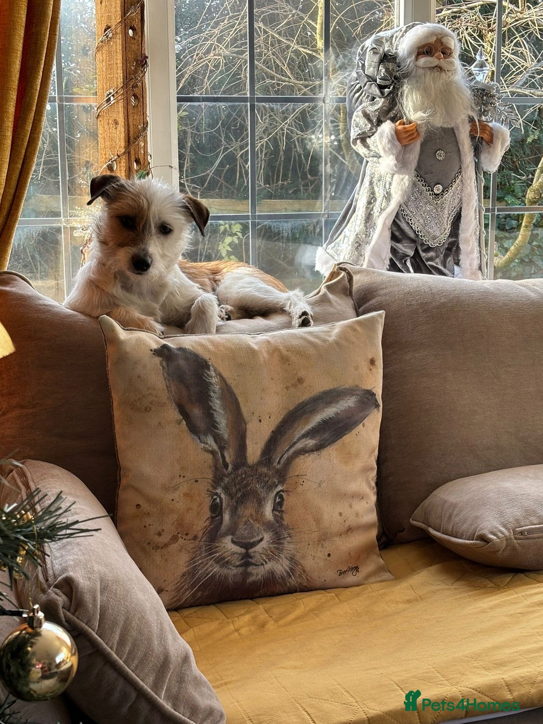 Mixed Breed dogs for adoption: Twinkle ⭐️  - Advert 6