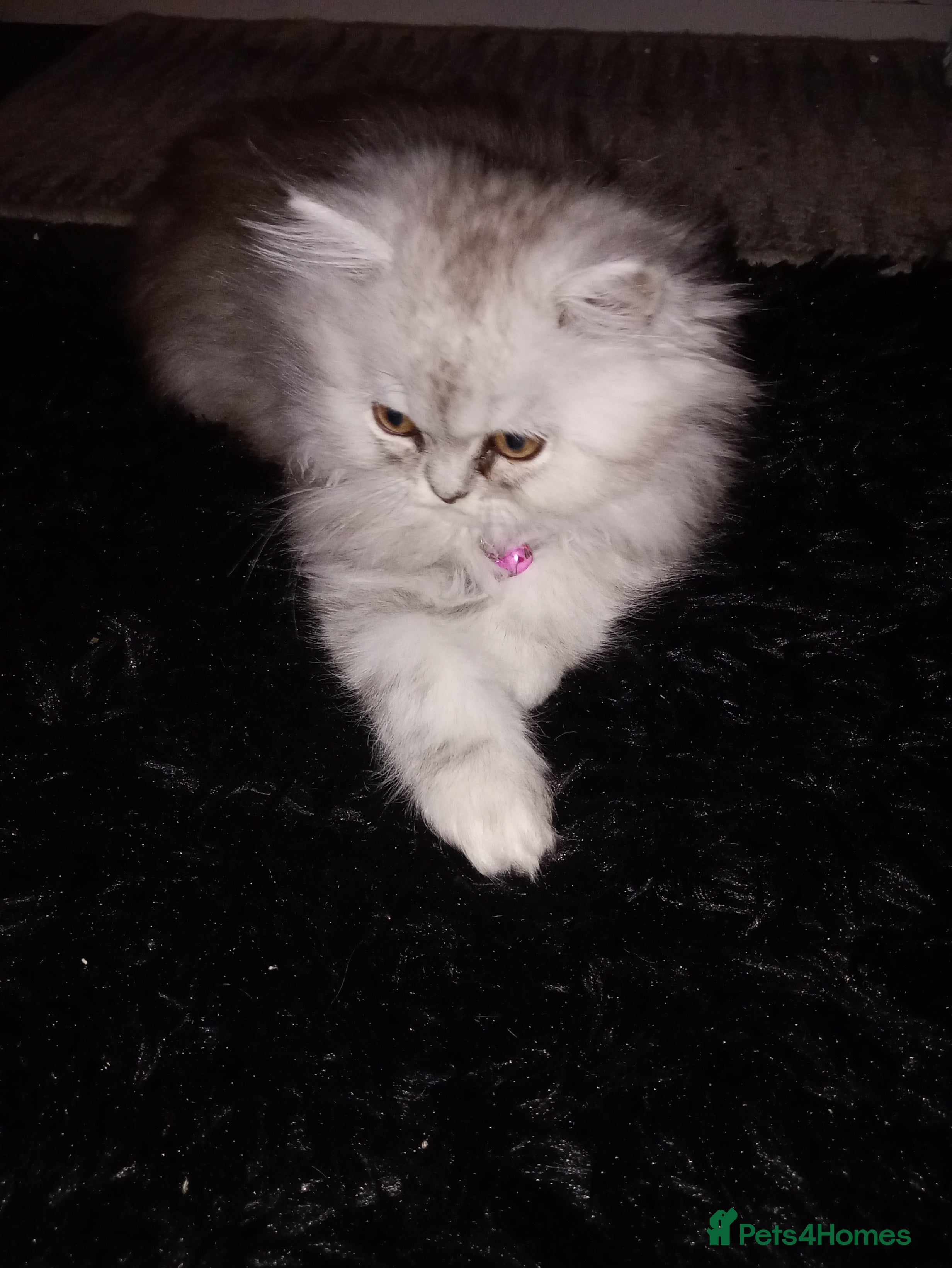 Persian cats Silver & White Persian Boys Available  in Beverley - Advert 1