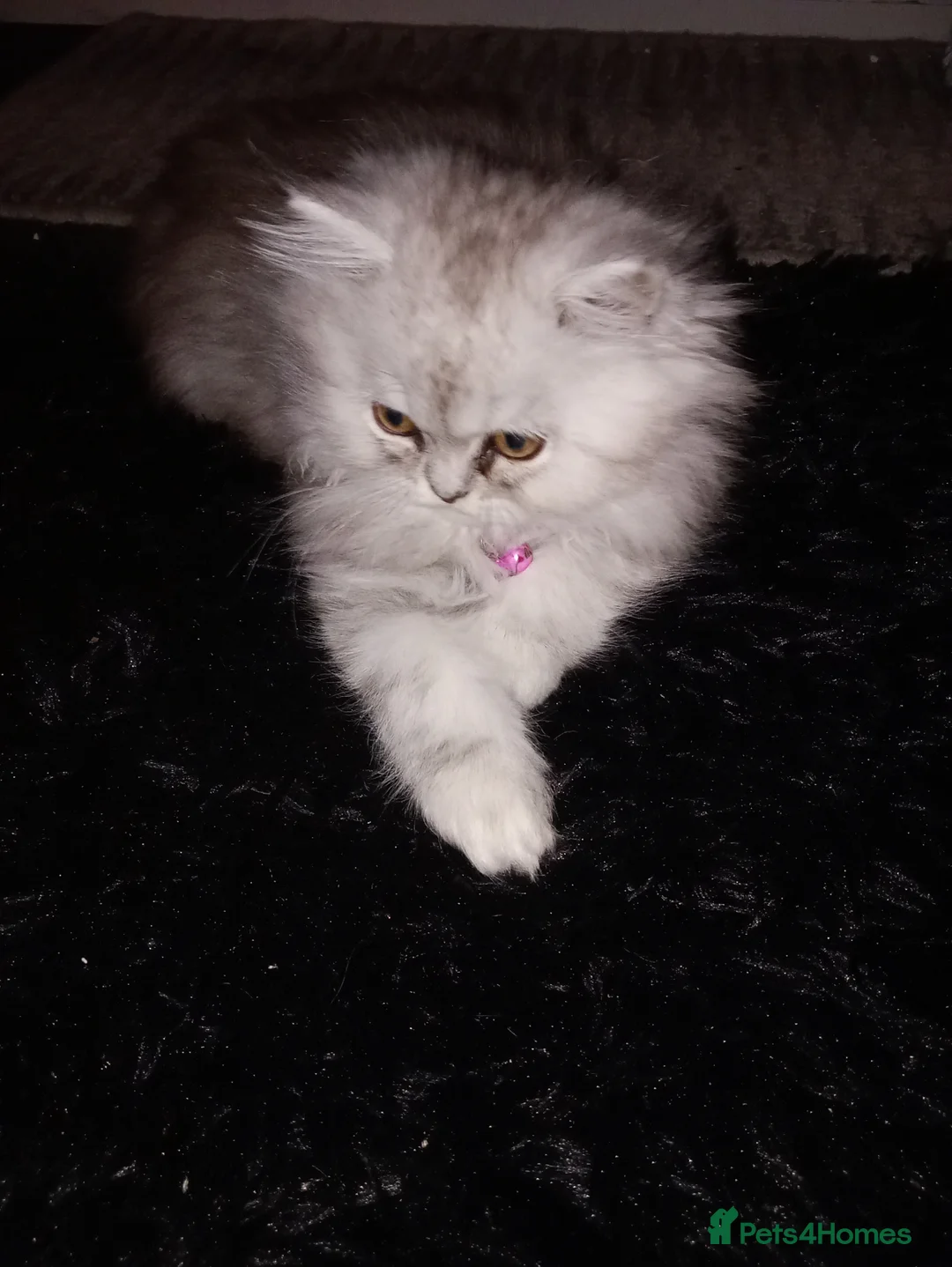 Persian cats for sale: Silver & White Persian Boys Available  in Beverley - Advert 1