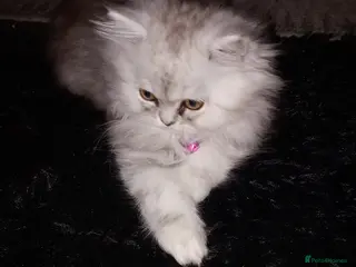Persian cats Silver & White Persian Boys Available in Beverley - Advert 4