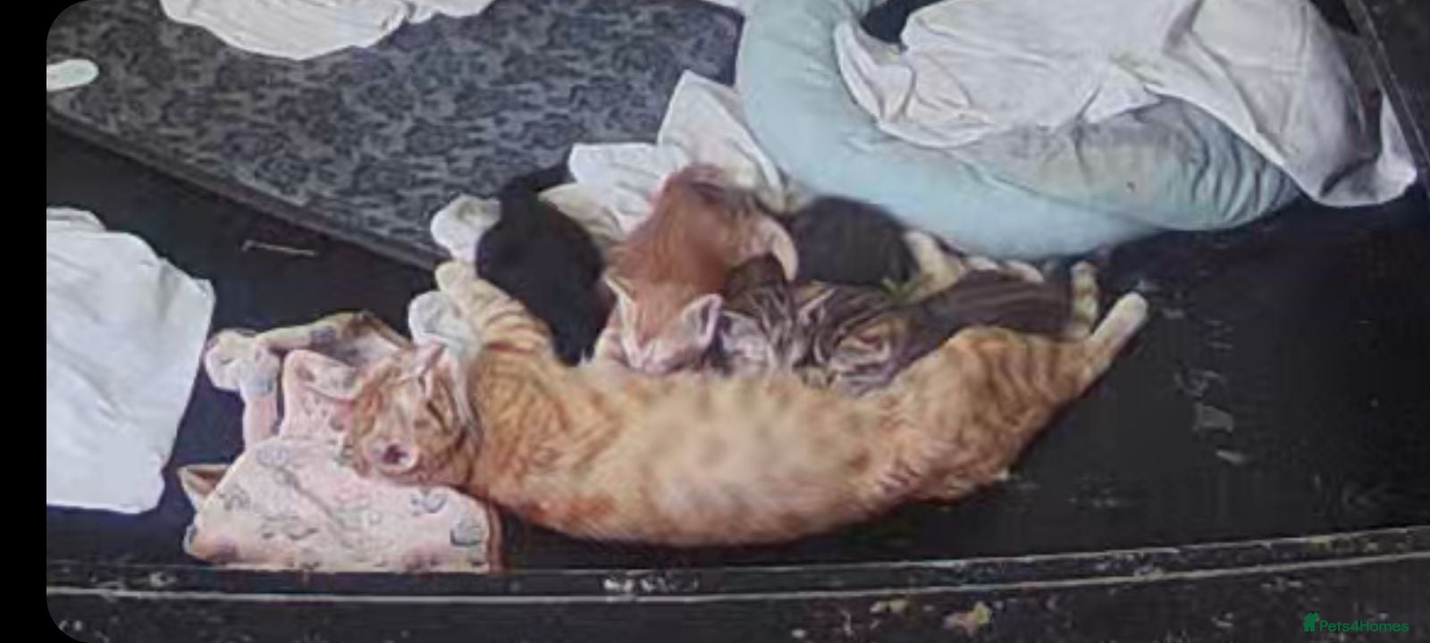 Mixed Breed cats Gingal kittens (GINger + benGAL)  x 5 - Advert 1