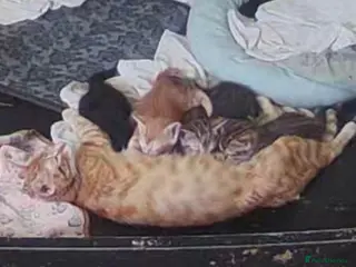 Mixed Breed cats Gingal kittens (GINger + benGAL) x 5 - Advert 1